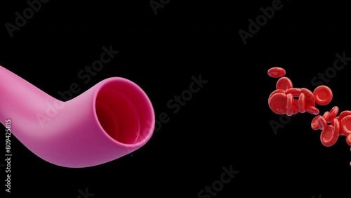 3D Animation of The Journey of Blood Cells Through the Human Body | Alpha Channel photo