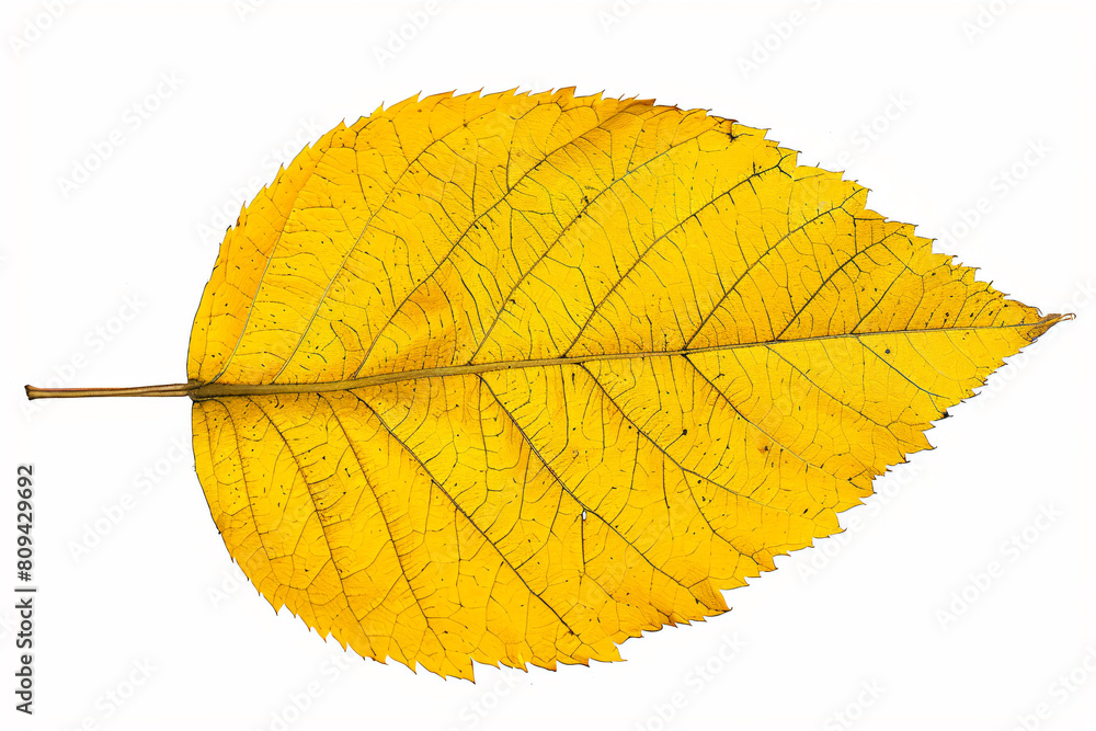 a yellow leaf with a thin stem on a white background a yellow leaf with a thin stem on a white background