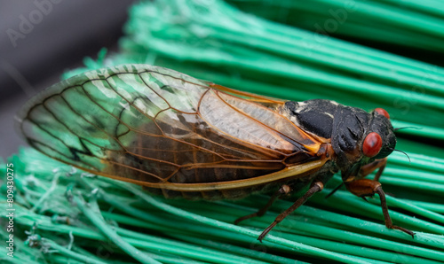 Cicada on Broom