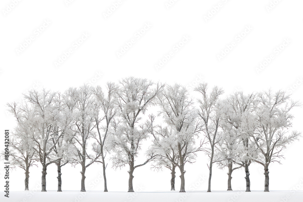 Fototapeta premium A mesmerizing collection of isolated trees, their snow-laden branches reaching towards the heavens, captured against a backdrop of pristine white., realistic photos on a white background