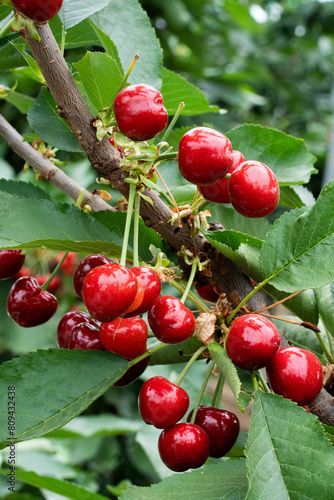 Branch of ripe cherries on a tree in a garden © zhikun sun