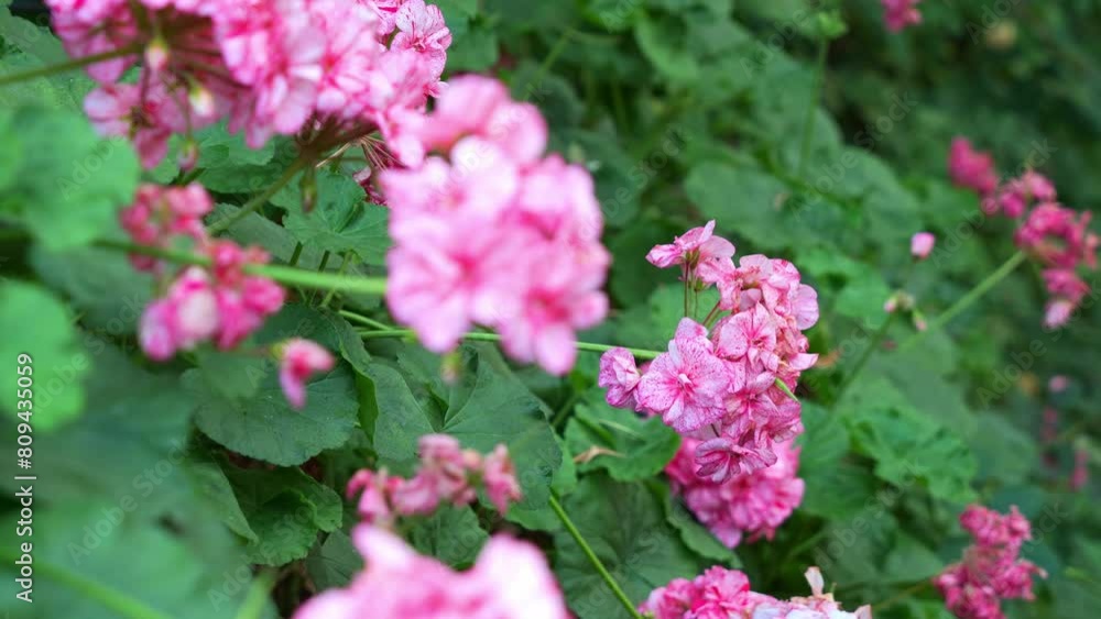 Close up rack focus shot capturing beautiful pink geraniums Survivor® Pink Batik flowering plants blooming in the greenhouse environment. Close up rack focus shot capturing beautiful pink geraniums Survivor® Pink Batik flowering plants blooming in the greenhouse environment.