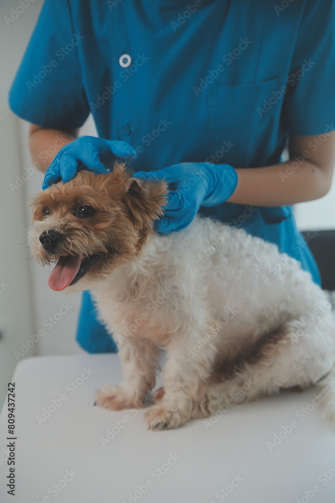 Closeup shot of veterinarian hands checking dog by stethoscope in vet clinic Closeup shot of veterinarian hands checking dog by stethoscope in vet clinic