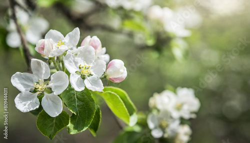 Beautiful spring natural background with apple tree flowers close-up