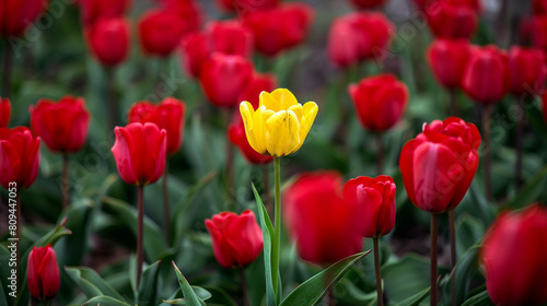 One yellow tulip between red tulips grounp. The diversity concept.