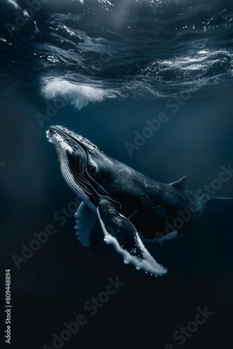 Exquisite Image of Whale Illuminated by Dynamic Lighting