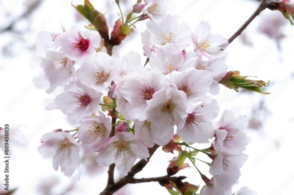 Cherry Blossom, Sakura in Spring in Taiwan