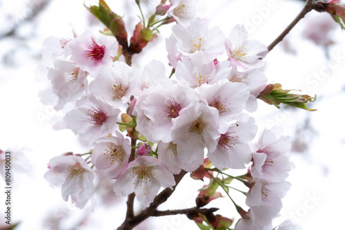 Cherry Blossom, Sakura in Spring in Taiwan © tapanuth