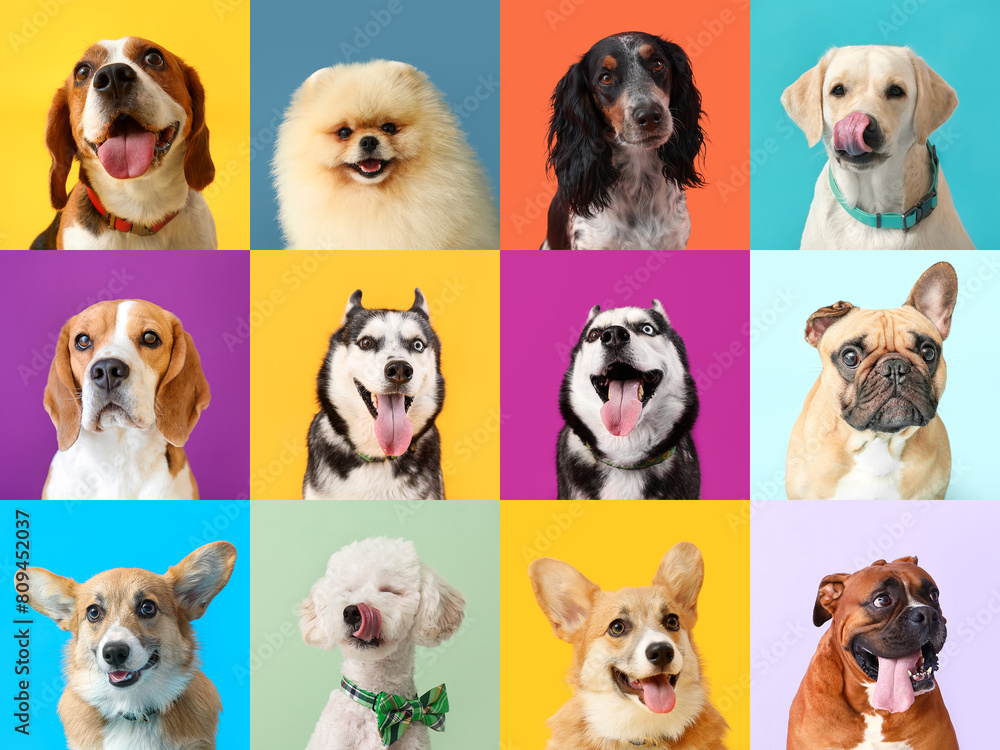Collage of many different dogs on color background