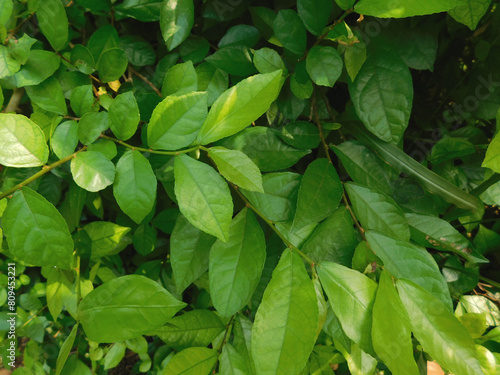 Tropical fragrant leaves (Wrightia religiosa Benth). Sageretia theezans Plant. photo