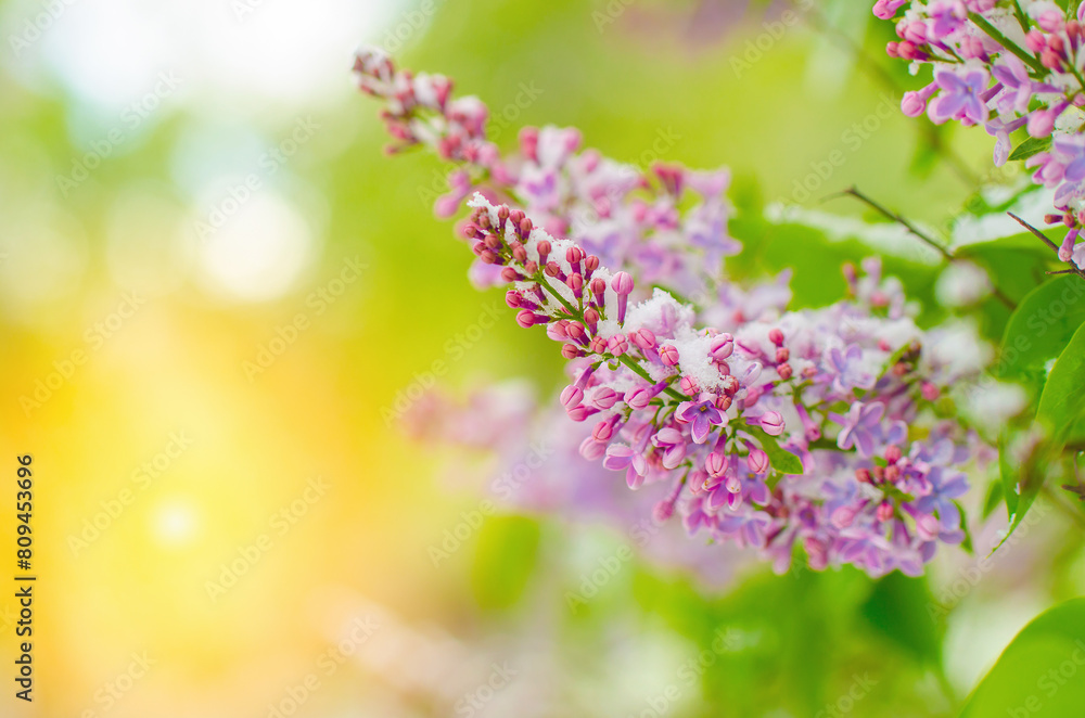 Fototapeta premium A beautiful purple flower with a green stem