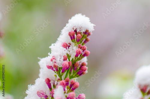 Wallpaper Mural A flower with snow on it is in a field Torontodigital.ca