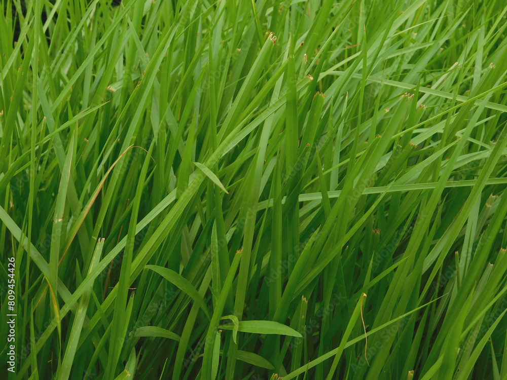 Noise and blurry, the beauty of grass plants, with a bright green color, suitable for use as a wallpaper or background image Noise and blurry, the beauty of grass plants, with a bright green color, suitable for use as a wallpaper or background image
