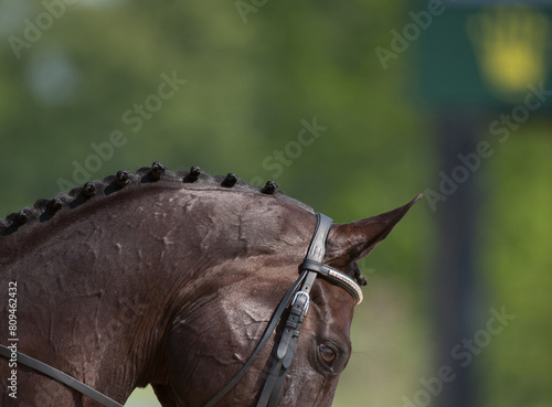 close crop of horses neck and head with braided mane of  button braids for horse show competition horse wearing leather english bridle well turned out equine for equestrian competition athletic horse 