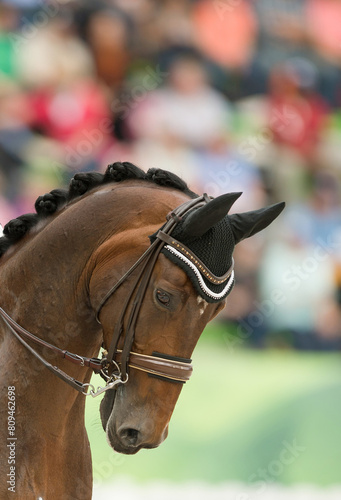 bay dressage horse with braided mane in dressage competition ring horse on the bit wearing leather double bridle with double reins ear cover over ears vertical equine image with room for type athletic © Shawn Hamilton CLiX 