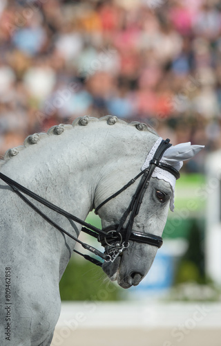 portrait of grey horse with braided mane in button braids wearing leather english dressage double bridle well turned out for horse show competition vertical equine image with room for type masthead 