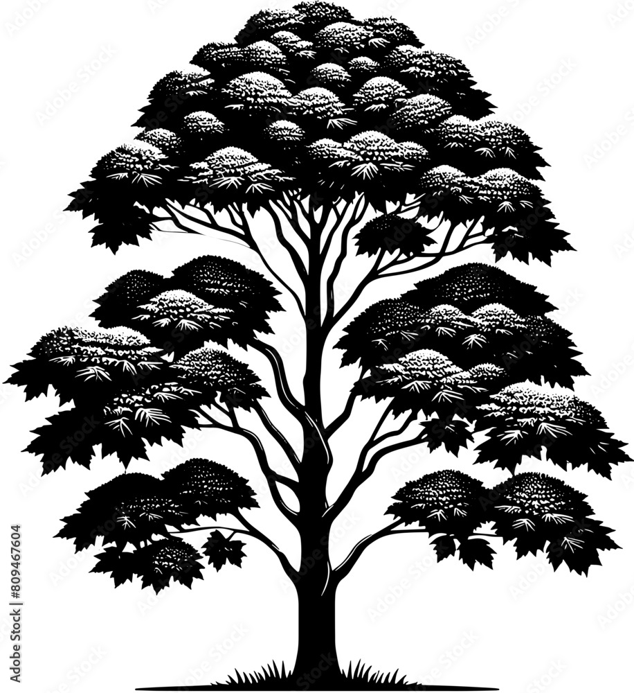 Fototapeta premium American Sycamore Tree icon 7