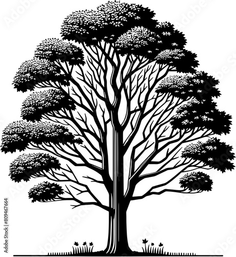 American Sycamore Tree icon 4
