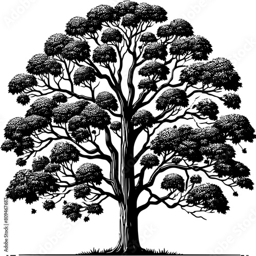 American Sycamore Tree icon 6