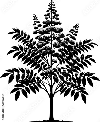 Ailanthus Tree icon 8