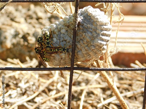 A European wasp, or Vespula germanica nest in the summer