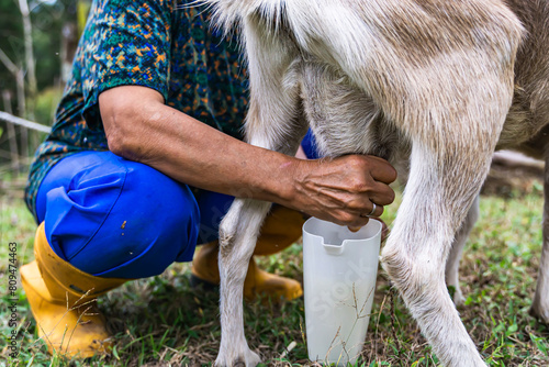 Obraz na plátně Older Latina woman with gray hair and yellow boots milking goat on her farm
