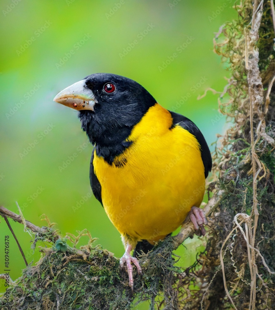 Collared Grosbeak (Mycerobas affinis) Understanding Behavior, Habitat