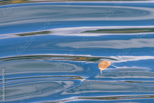 Small leaf floating in water