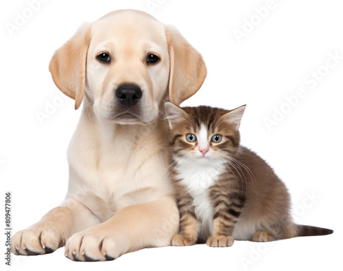 PNG Animal mammal kitten puppy. AI generated Image by rawpixel.