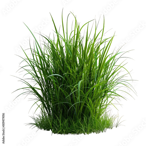 Green grass PNG image with transparent background. The image is of a clump of grass with long thin blades. The grass is a light green color and has a realistic appearance.