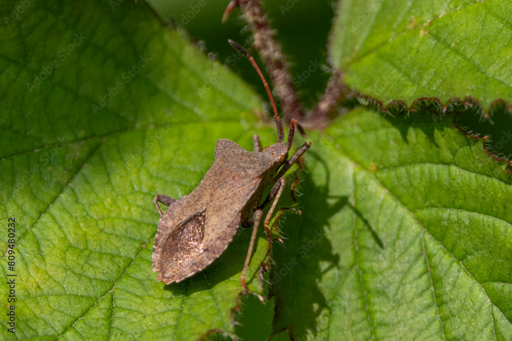 Eine Lederwanze auf einem grünen Blatt sitzend Eine Lederwanze auf einem grünen Blatt sitzend