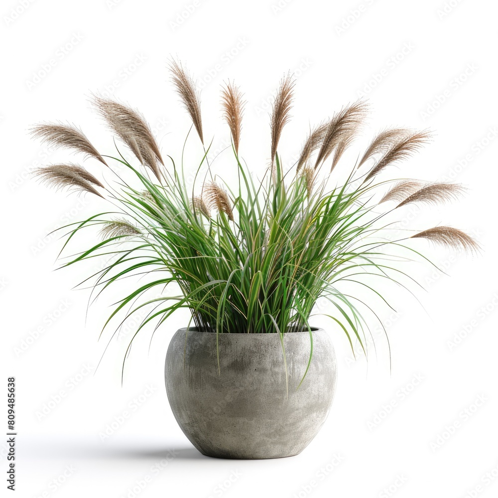 Beautiful Pennisetum Alopecuroides. Botanical Decorative Grass in 3D Pot on Fresh White Background Beautiful Pennisetum Alopecuroides. Botanical Decorative Grass in 3D Pot on Fresh White Background