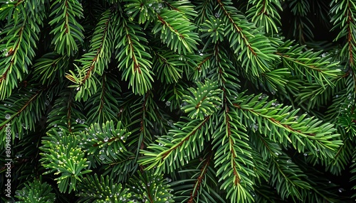 A background of dark green pine needles covered with dew  giving a serene forest ambiance