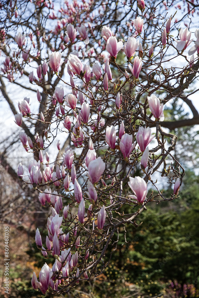 Magnolia flowers blooming on a branch in the springtime. High Park, Toronto. Magnolia flowers blooming on a branch in the springtime. High Park, Toronto.