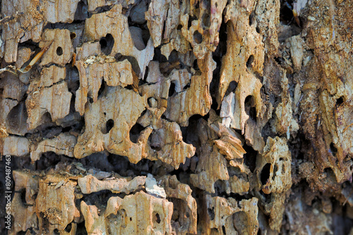 Fragment of a tree trunk in the forest destroyed by bark beetles, a forest pest, Poland