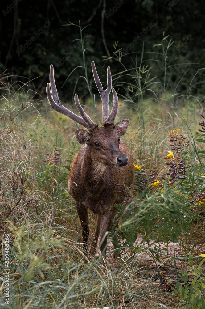 Timor Deer, Native to Komodo Island National Park, Labuan Bajo, Indonesia Timor Deer, Native to Komodo Island National Park, Labuan Bajo, Indonesia