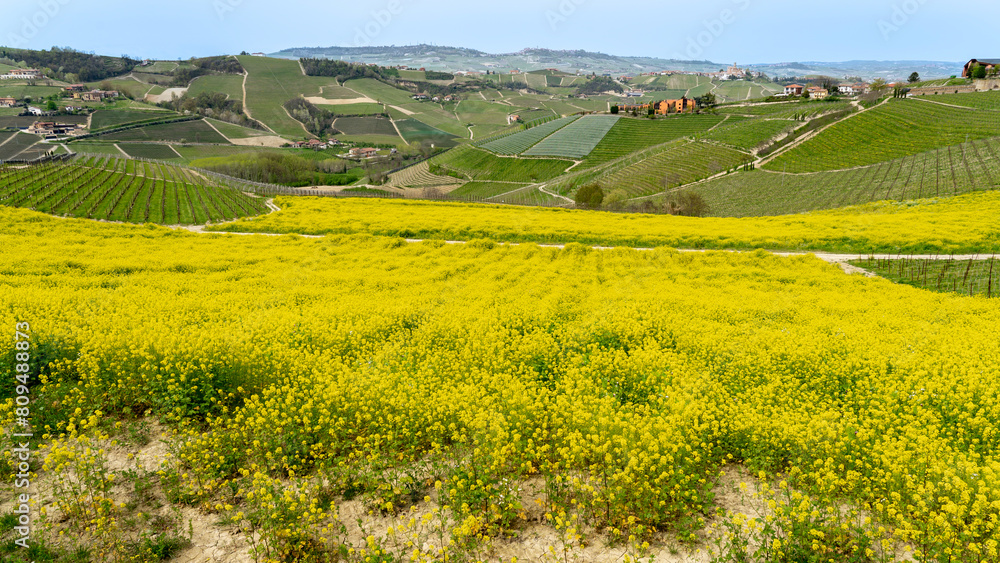 Amazing landscape of the vineyards of Langhe in Piemonte in Italy during spring time. The wine route. An Unesco World Heritage. Natural contest. Rows of vineyards with yellow rapeseed fields