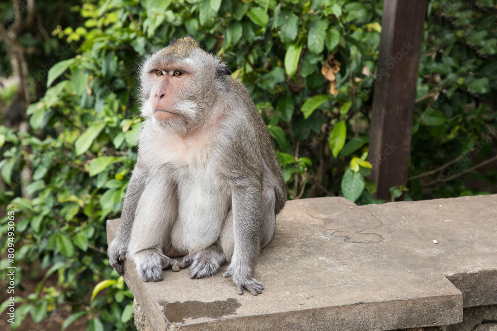 Fototapeta premium Monkey in jungles in Asia 