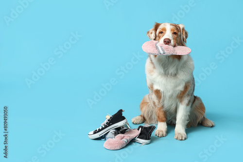 Funny Australian Shepherd dog holding slipper near sneakers on blue background © Pixel-Shot