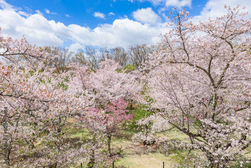 Sakura cherry blossoms in full bloom at the Komoro Castle Park Kaikoen in Nagano Prefecture, one of the Japan's Top 100 Cherry Blossom Spots