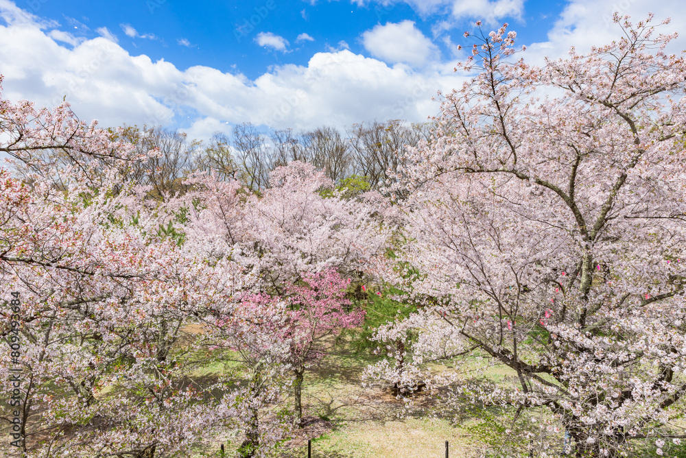Sakura cherry blossoms in full bloom at the Komoro Castle Park Kaikoen in Nagano Prefecture, one of the Japan's Top 100 Cherry Blossom Spots Sakura cherry blossoms in full bloom at the Komoro Castle Park Kaikoen in Nagano Prefecture, one of the Japan's Top 100 Cherry Blossom Spots