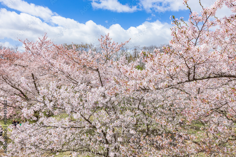Sakura cherry blossoms in full bloom at the Komoro Castle Park Kaikoen in Nagano Prefecture, one of the Japan's Top 100 Cherry Blossom Spots Sakura cherry blossoms in full bloom at the Komoro Castle Park Kaikoen in Nagano Prefecture, one of the Japan's Top 100 Cherry Blossom Spots