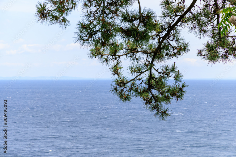 松の木の枝の先に見える海と水平線