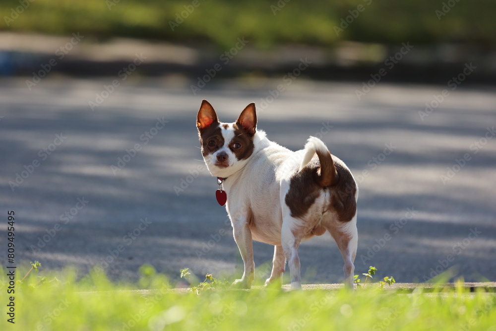 Curious Chihuahua on Urban Exploration Curious Chihuahua on Urban Exploration