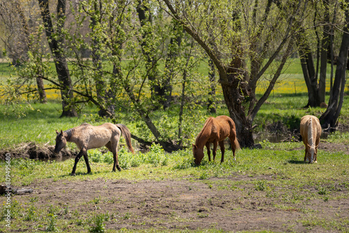 Horses on the field eating grass