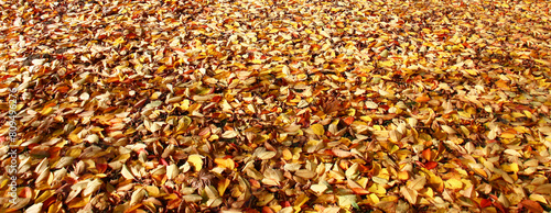Sunny autumn day. The grass is covered with a continuous layer of bright fallen leaves.