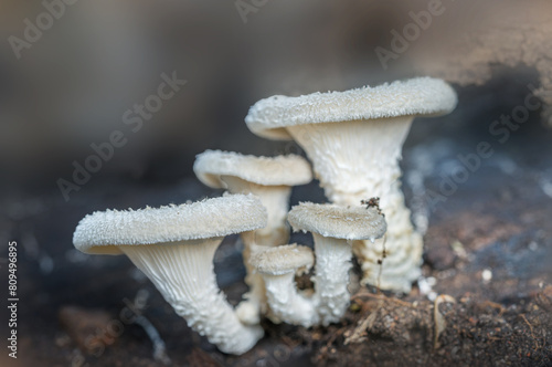 leucocoprinus cepaestipes mushrooms (also known as Onion-Stalked Lepiota) growing on a pile of wood chippings