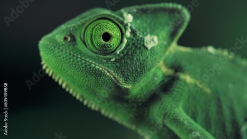 Green vailed chameleon seen from one side Closeup video of a green chameleon seen from one side. A chameleon moving its eye, with dark background. Veiled chameleon (Chamaeleo calyptratus). photo