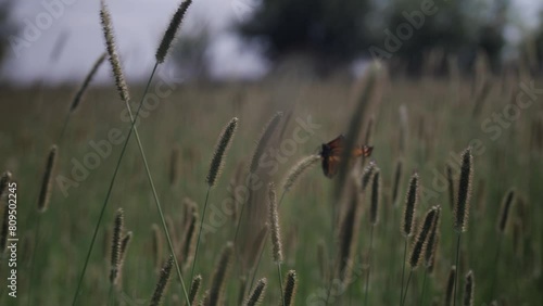 A butterfly landing on grass in slow motion on windy summer day. photo