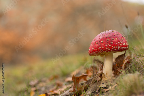 red capped mushroom